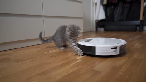 equipo automático que ayuda en el hogar. gatito gracioso de raza escocesa recta de color gris con rayas juega en casa mientras un robot aspirador automático limpia la habitación. electrodomésticos inteligentes