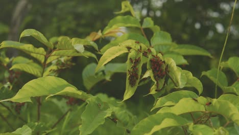 vista media de insectos que enjambran en las hojas construyendo nidos y arrastrándose