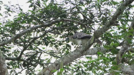 Estimating-the-distance-from-one-branch-to-another-and-then-carefully-steps-forward,-rare-footage,-Philippine-Eagle-Pithecophaga-jefferyi,-Philippines