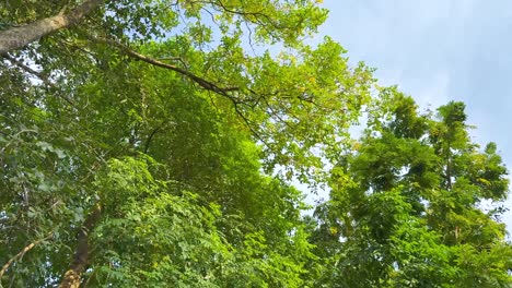 lush green trees sway gently in breeze