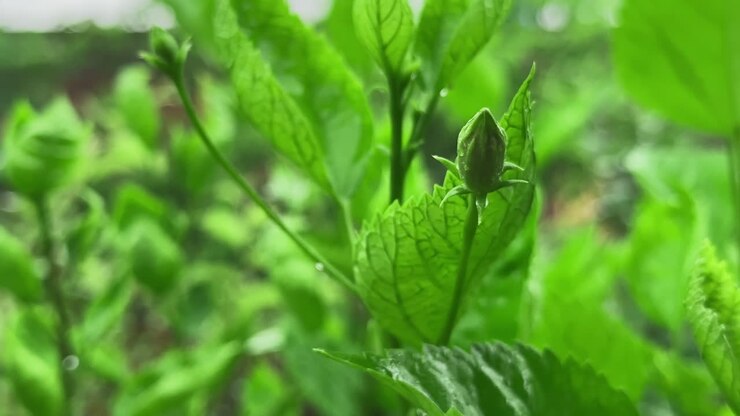 A close-up of a vibrant green Hibiscus plant, prominently featuring a tightly closed bud emerging from a cluster of lush, textured leaves. The foliage displays visible veins and a fresh appearance