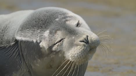 Eine-Nahaufnahme-Eines-Verschlafenen-Gesichts-Einer-Seerobbe,-Die-Am-Ufer-Der-Insel-Texel,-Niederlande,-Ein-Nickerchen-Macht