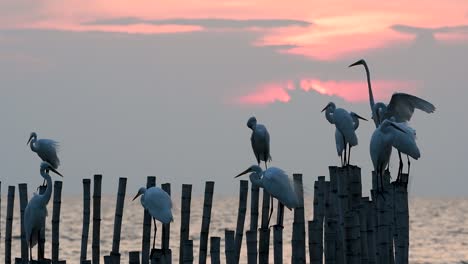 The-Great-Egret,-also-known-as-the-Common-Egret-or-the-Large-Egret