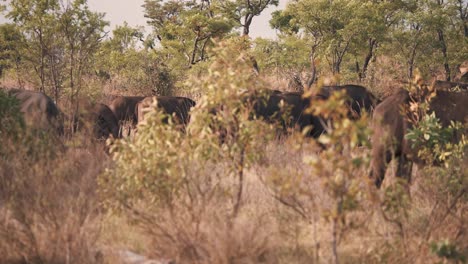 African-buffalo-herd-grazing-in-savannah-bushland-behind-shrubs