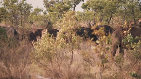 manada de búfalos africanos pastando en la sabana detrás de los arbustos