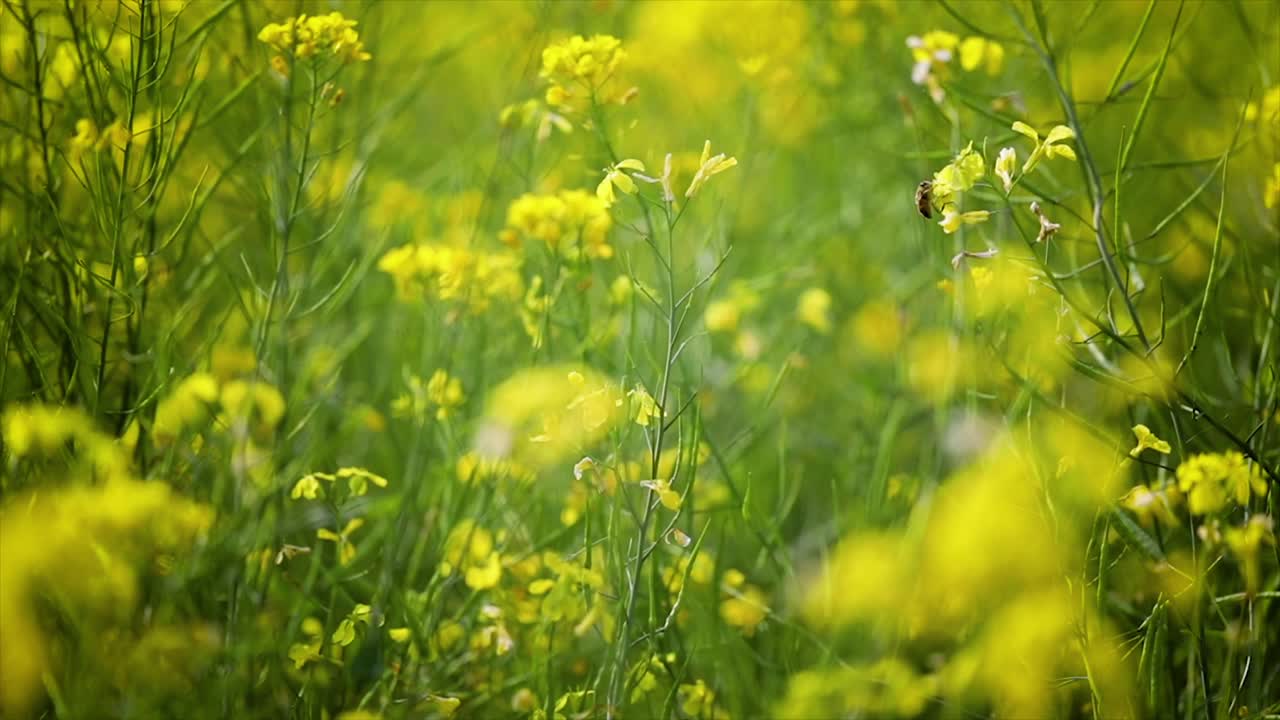 Mustard flowers. Mustard &ndash; mystical flower of happiness and health.