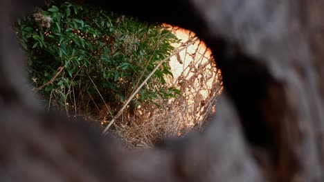 looking through the hole of a wooden gate