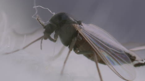 macro disparo de mosquitos o chironomidos no mordedores