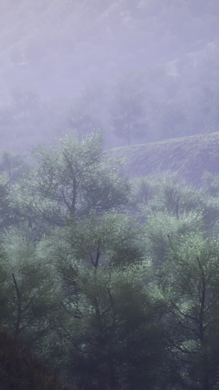 Misty morning in a lush forest with towering trees and distant mountains