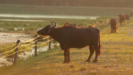 stunning 4k footage of a water buffalo filmed in ormož natural reserve park