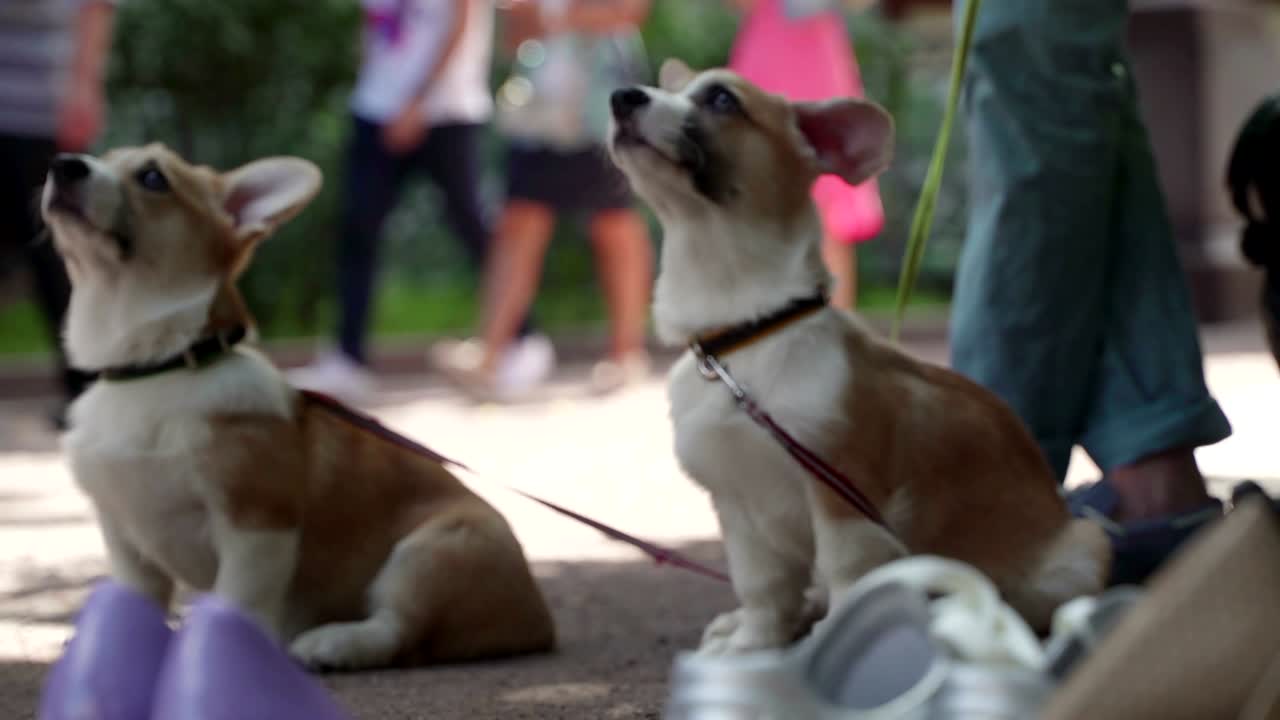웨일즈 코르기 (welsh corgi) 강아지: 여자 모델의 배경 신발에 패션 촬영. 강아지 귀는 아직 서 있지 않습니다. 개의 해. 올해의 상징. 중국 달력. 크리스마스 축하와 새해 축하. 낮은 각도 뷰.