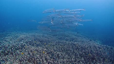 a school of juventile barracudas is hanging around a sea bottom filled with stunning corals of acropora