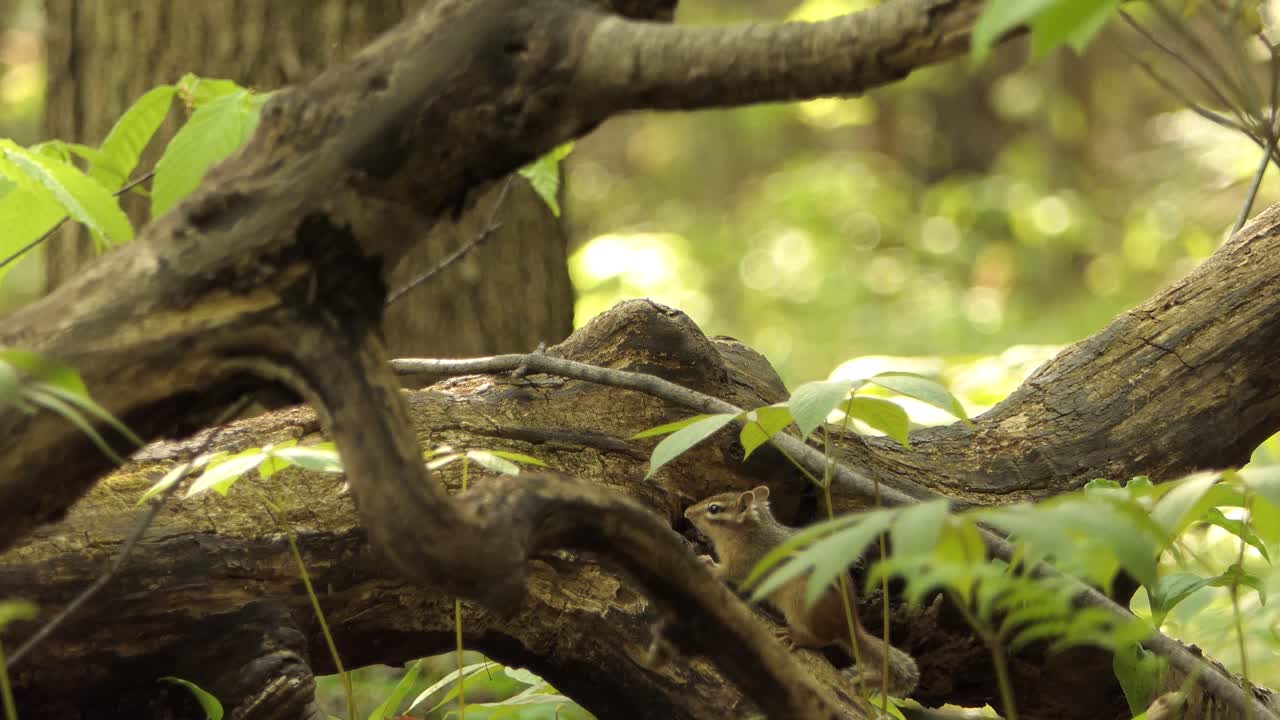 adorable ardilla listada oriental en una enorme rama de árbol en el bosque en un día soleado