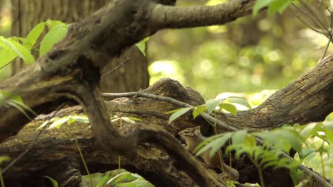 Adorable-Eastern-Chipmunk-On-Huge-Tree-Branch-In-The-Woodland-On-A-Sunny-Day