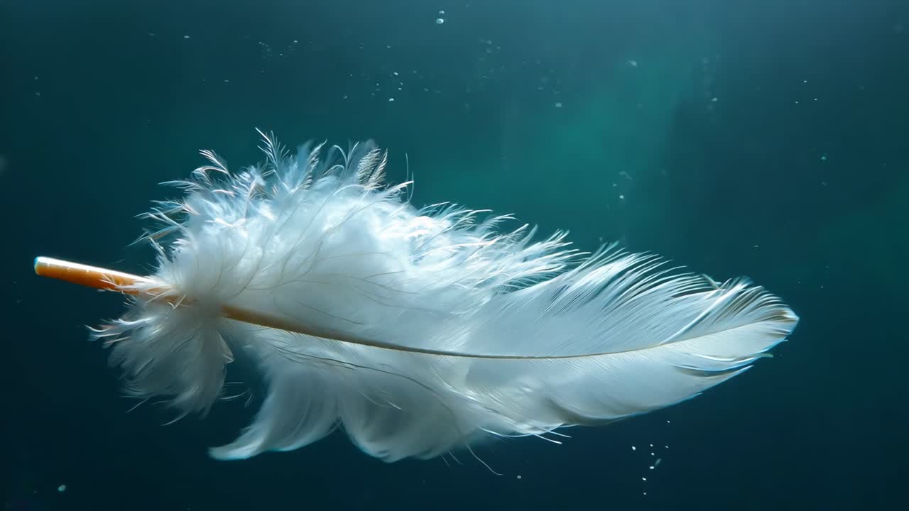 A feather is floating in the water. The feather is white and has a brown tip. The water is blue and calm