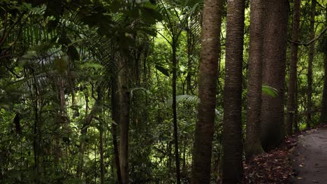 Schwenkansicht-Des-Wanderweges-Und-Waldes,-Natürliche-Brücke,-Springbrook-Nationalpark,-Gold-Coast,-Australien