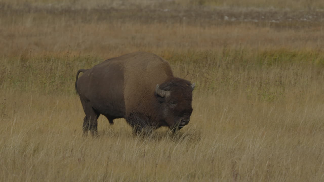 cinematográfico cámara lenta teleobjetivo nacional geo épica enorme búfalo alto hierba amarilla agujero de fuego río midway géiser gran cuenca prismática parque nacional de yellowstone vida silvestre otoño otoño soleado durante el día