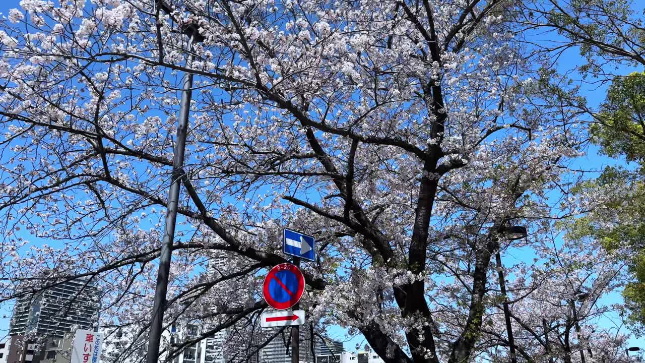 Cherry blossoms in full bloom on a sunny day in Tokyo with city signs visible