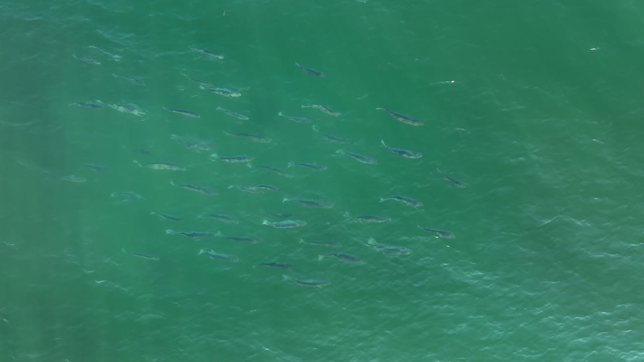 바다 표면에 줄무늬 농어의 큰 학교