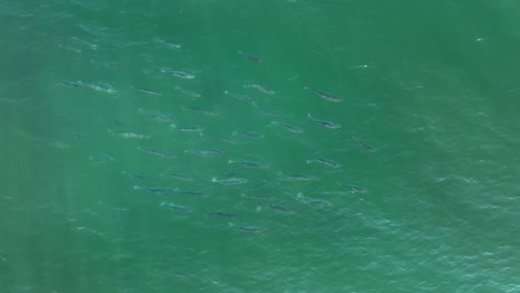 gran escuela de lubina rayada en la superficie del mar