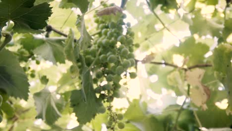 Shooted-in-slow-motion,-organic-grape-tree,-leaf-and-immature-green-grapes-in-Chile