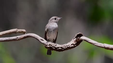 the asian brown flycatcher is a small passerine bird breeding in japan, himalayas, and siberia