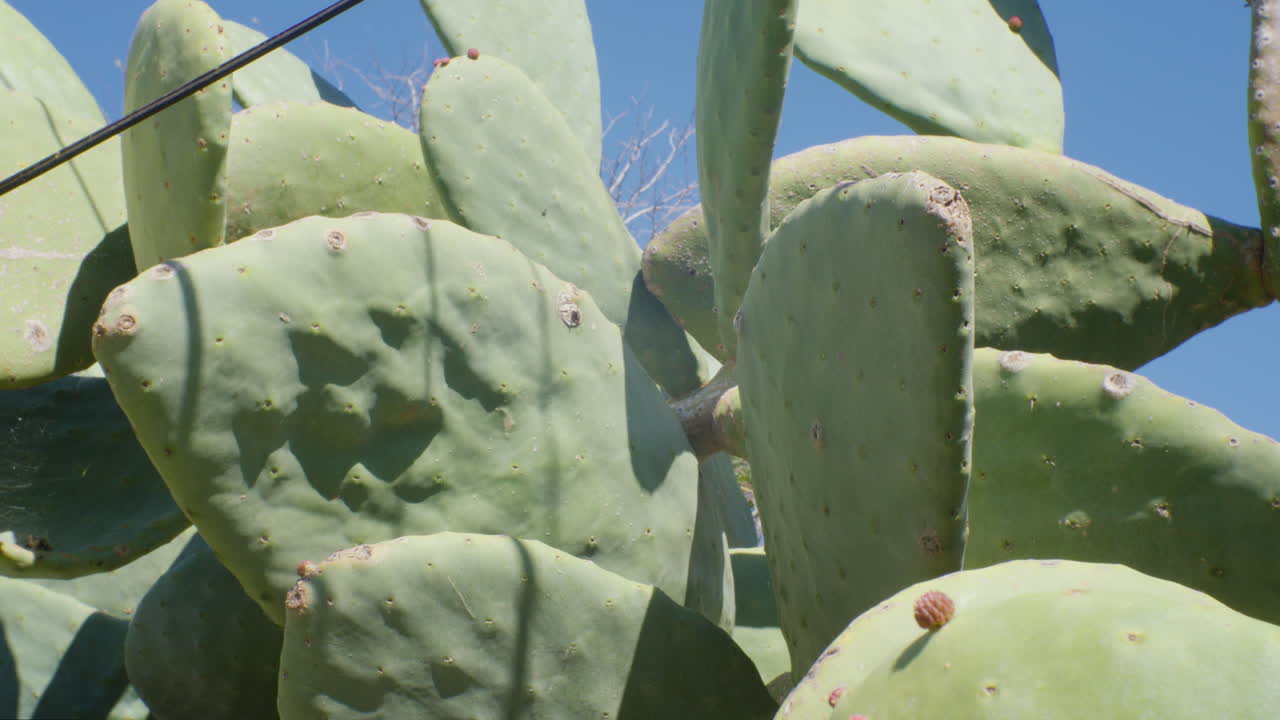 un cautivador juego de sombras en los cactus, mostrando sus formas y texturas únicas bajo una nueva luz