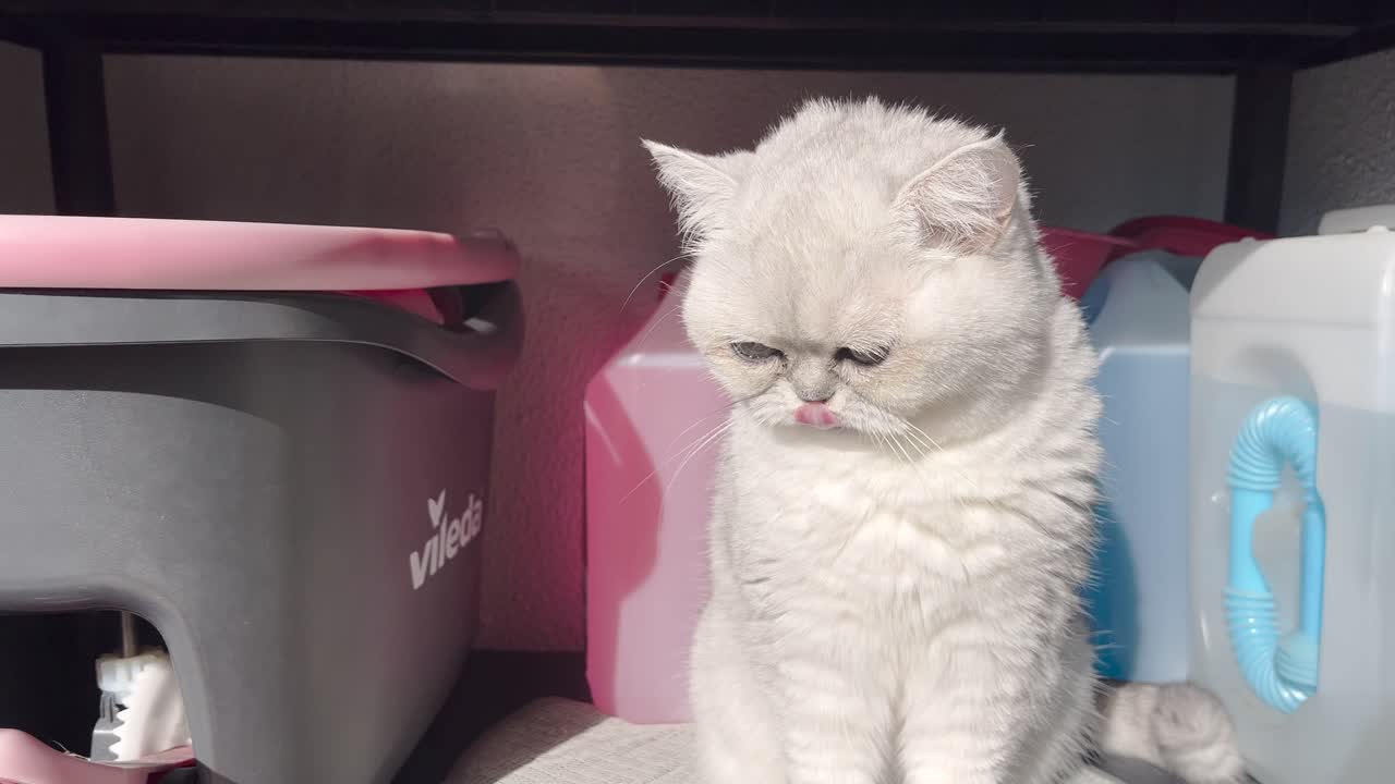 Primo piano di un gatto persiano che si crogiola al sole, incantevole con il suo sguardo adorabile e la sua bellezza aggraziata.
