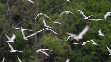 terns are seabirds that can be found all throughout the world at sea, rivers, and other wider bodies of water