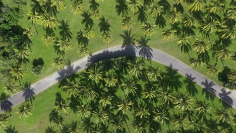 plam and coconut tree plantation with road in the middle