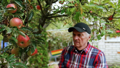 big juicy apples growing in the orchard. old male farmer gathers ripe fruit from the tree.