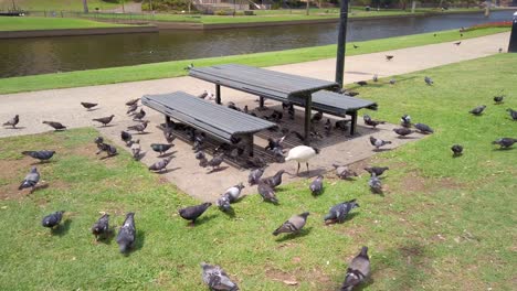 beautiful flock of pigeons and australian white ibis are eating the leftover foods under the benches and table with green grass in the park next to a river in a sunny day