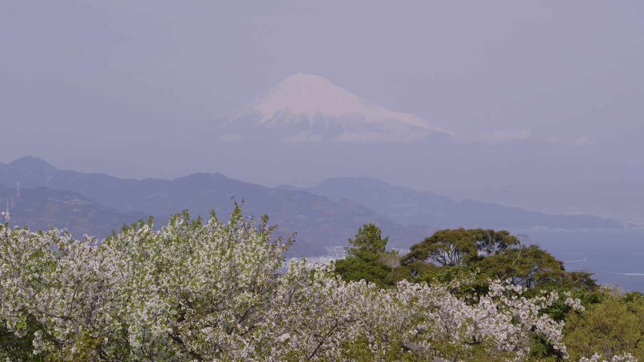 Stunning view out on Mt. Fuji with advanced Sakura in spring