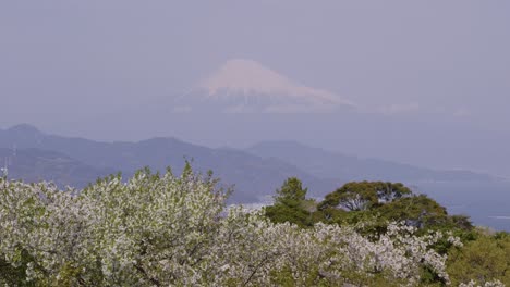 stunning view out on mt. fuji with advanced sakura in spring