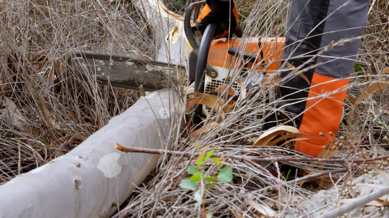 leñador cortando árboles en el bosque 4k