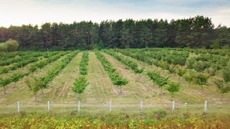 hazelnut trees rows agriculture cultivation field growing raw ripe hazel nuts harvest autumn time
