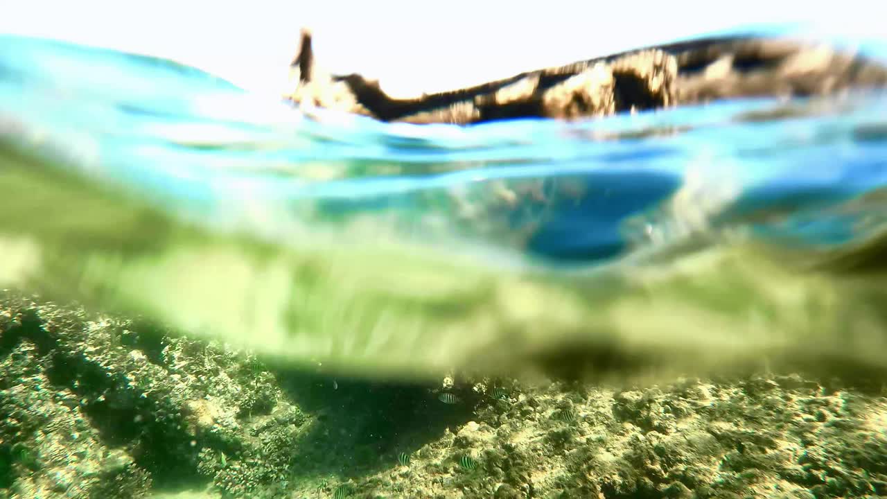 오스트레일리아 즐랜드의 선박 붕괴에서 스노클링을 하면서 표면을 깨는 것