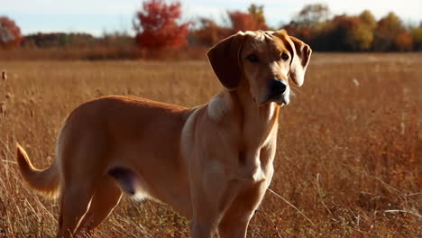 dog in a field during autumn