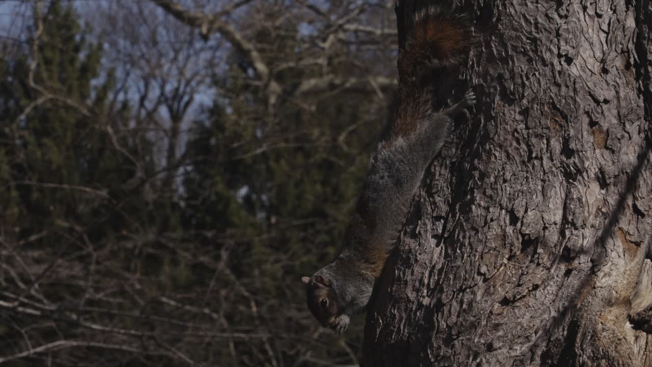 Close-up of a squirrel clinging headfirst to a tree trunk in a wooded area, surrounded by bare branches and evergreens