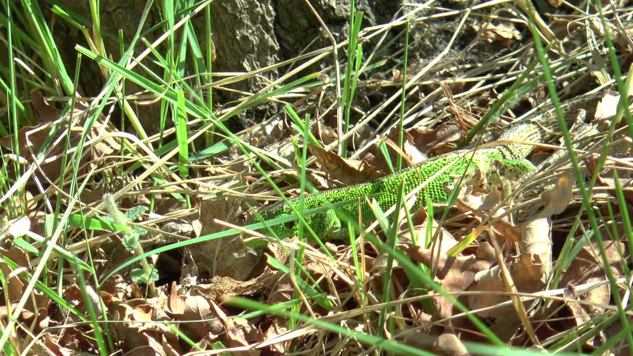un lagarto de arena macho con colores de temporada de apareamiento busca insectos entre las hojas y la hierba