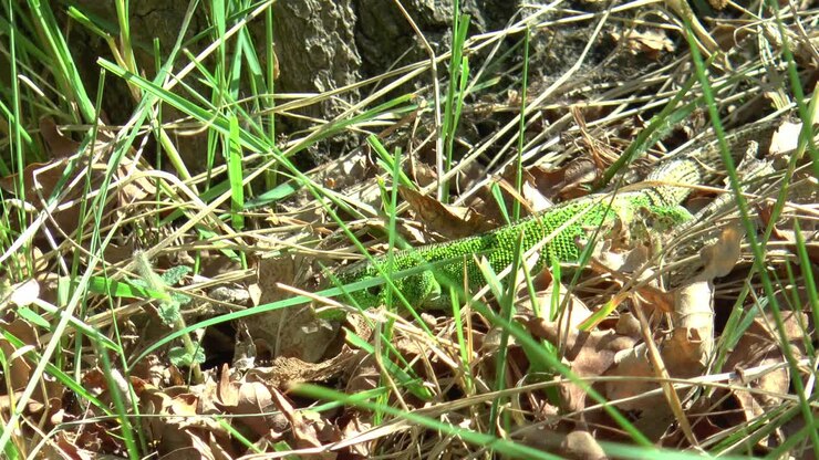 Una lucertola delle sabbie maschio con i colori nuziali cerca insetti tra le foglie e l'erba.