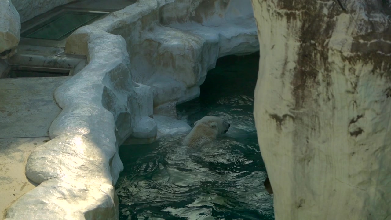 Un orso polare che si gode un bagno rinfrescante nel suo recinto allo zoo, scrollandosi l'acqua dalla pelliccia dopo aver nuotato