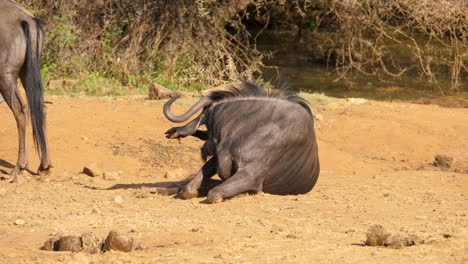 clumsy blue wildebeest lies in dry sand and scratches his itchy leg