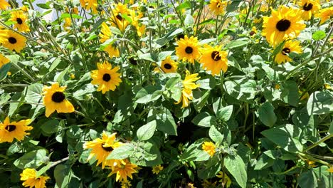 sunflowers swaying in the summer breeze