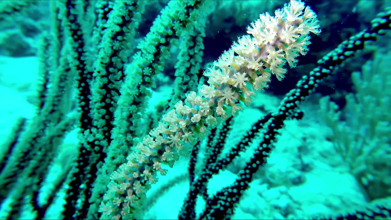 바다에서 다이빙하는 것