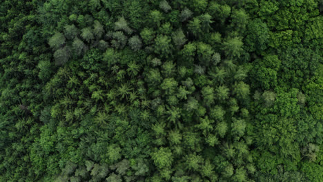 Toma-Aérea-De-Hermosos-árboles-De-Montaña,-Paisaje-De-Bosque-Verde-Conífero