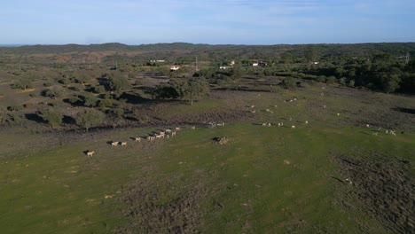 revealing panoramic aerial over herd of sheeps in the alentejo countryside landscape, portugal