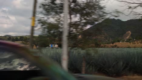 agave field in puerto vallarta, mexico