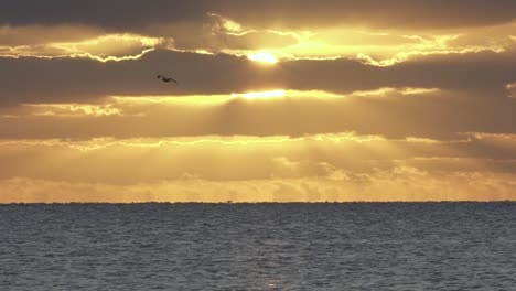 amanecer en el océano con silueta de pájaro volando a cámara lenta