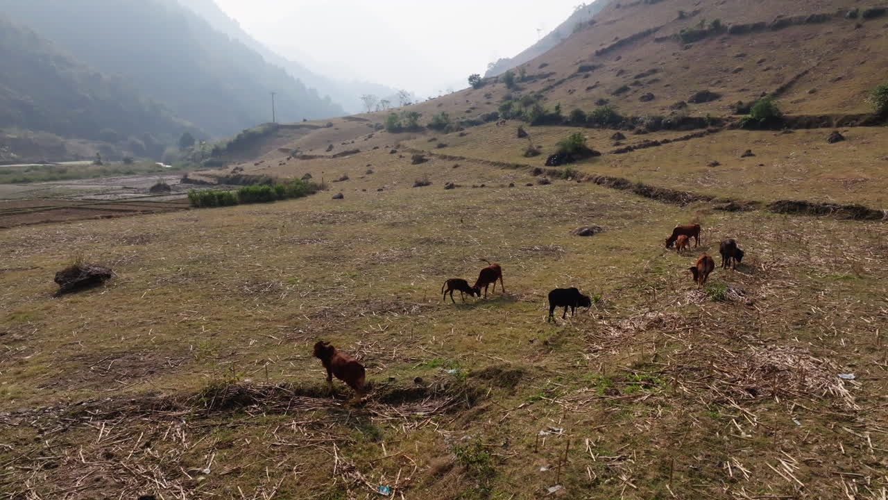 Mường Cang, Than Uyên, Lai Châu, Vietnam, ripresa aerea dall'alto di una valle di montagna nebbiosa con bestiame al pascolo sul campo secco sottostante, ammorbidita dalla nebbia atmosferica e dal terreno distante.